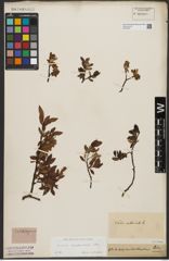 Foto von Salix waldsteiniana Willd.
